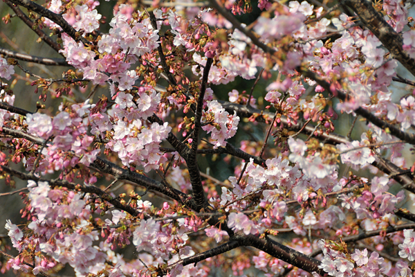 西郷山公園の河津桜