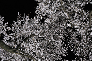 野川の桜ライトアップ 2012