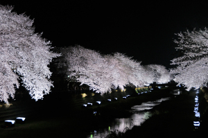 野川の桜ライトアップ 2012
