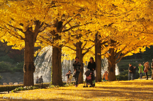 昭和記念公園の紅葉