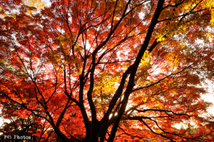 昭和記念公園の紅葉