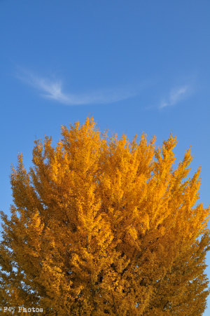 昭和記念公園の紅葉