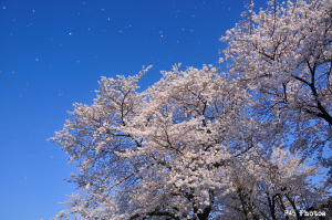 散り際の桜