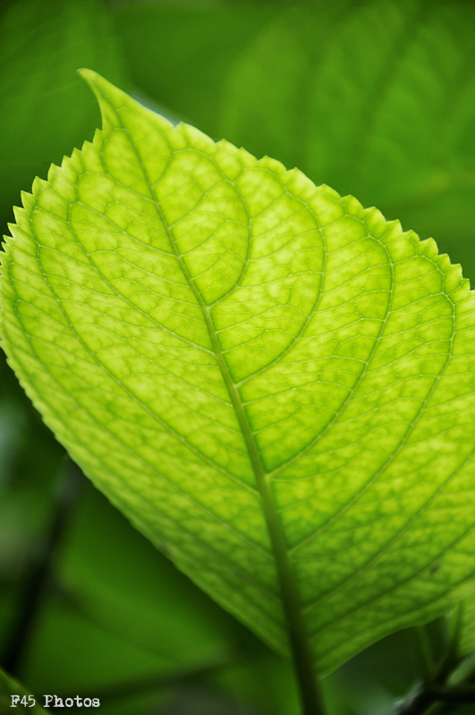 Leaf