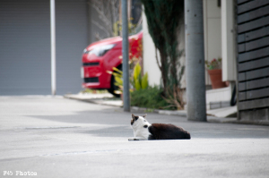 横浜の猫