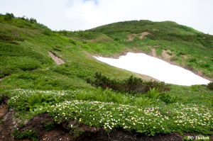 朝日岳のチングルマ