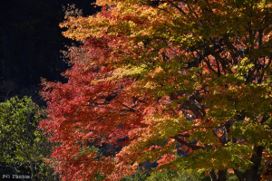 猿ヶ京温泉の紅葉