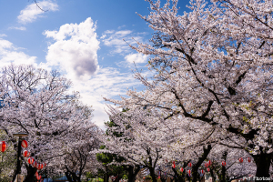 錦糸町の桜