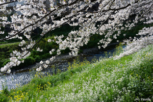 野川の桜