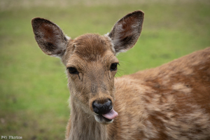 奈良公園の鹿